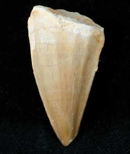 Fossil Mosasaurus Tooth #12444